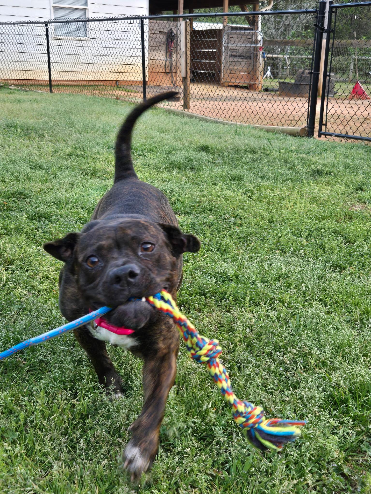 Enlarge ASPEN, a ADOPTABLE mixed breed in Newborn, GA image 5/6