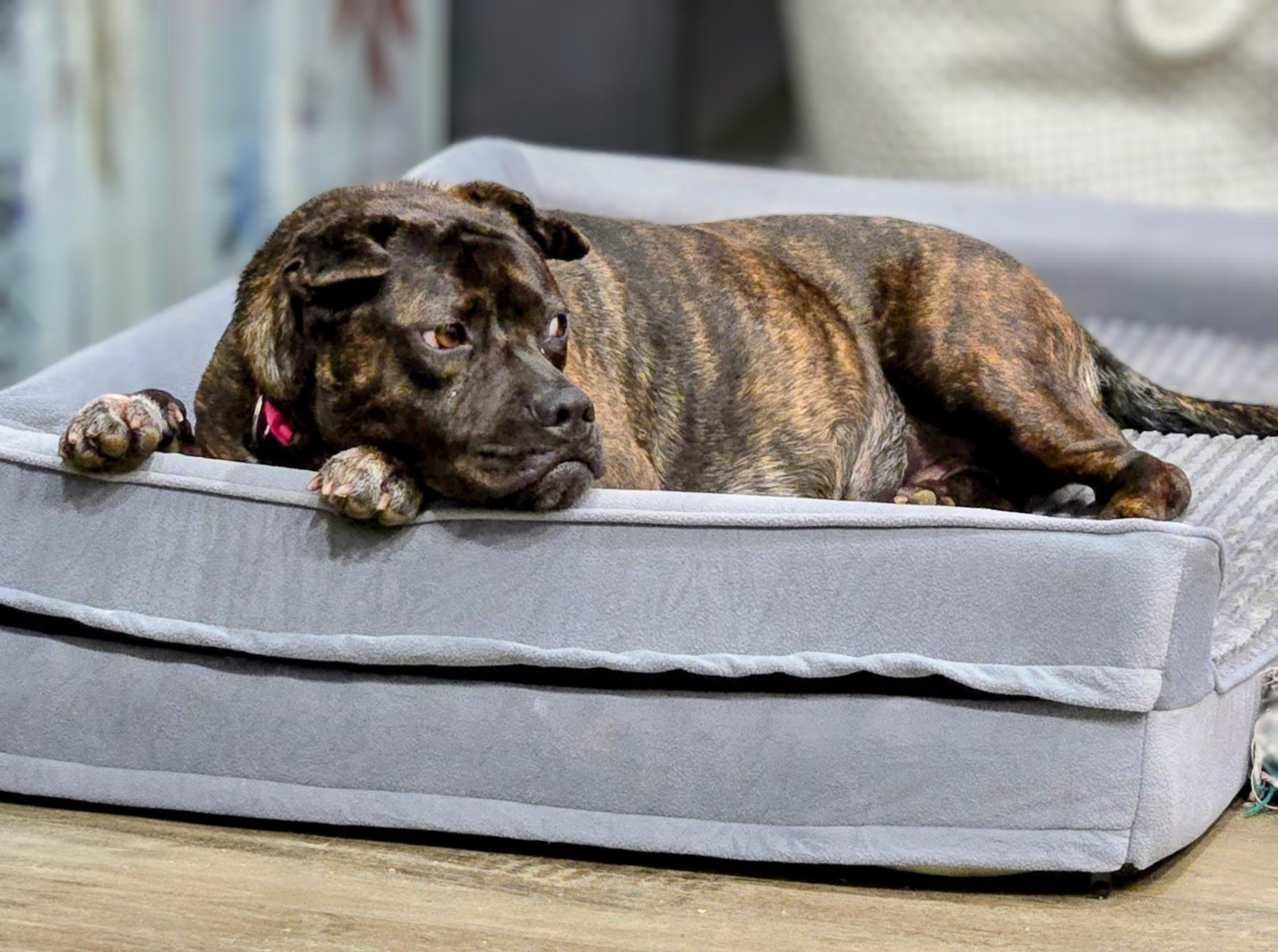 Enlarge ASPEN, a ADOPTABLE mixed breed in Newborn, GA image 6/6