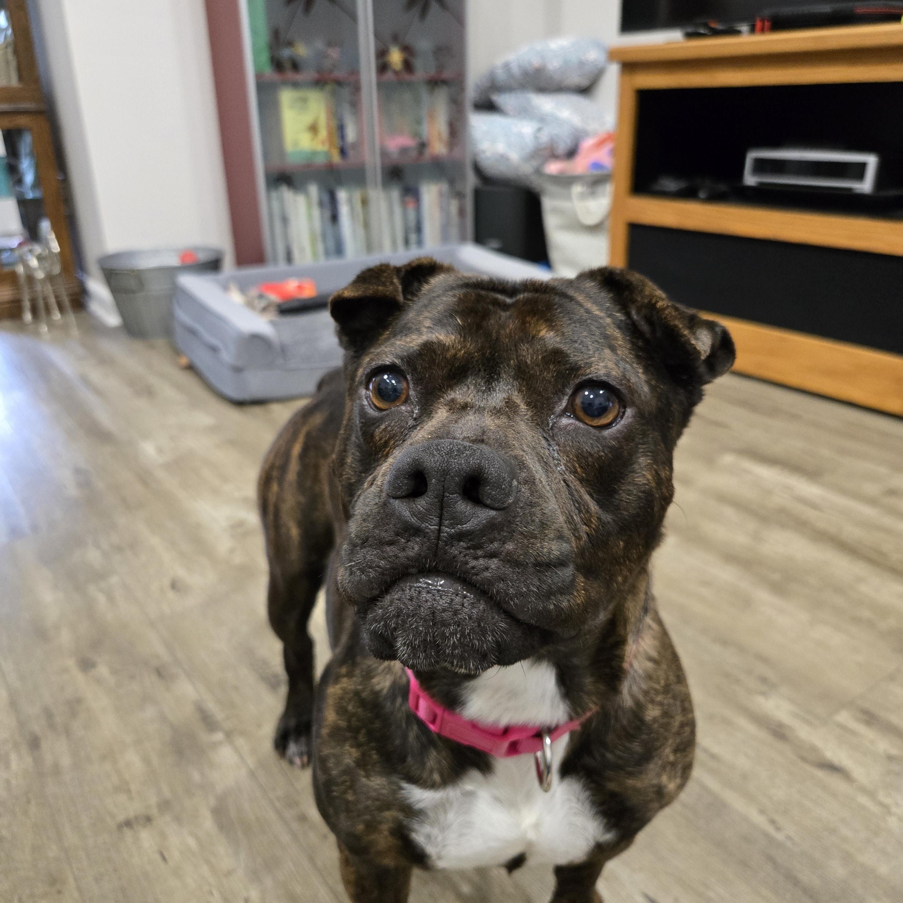 ASPEN, ADOPTABLE, Adult Female Staffordshire Bull Terrier.