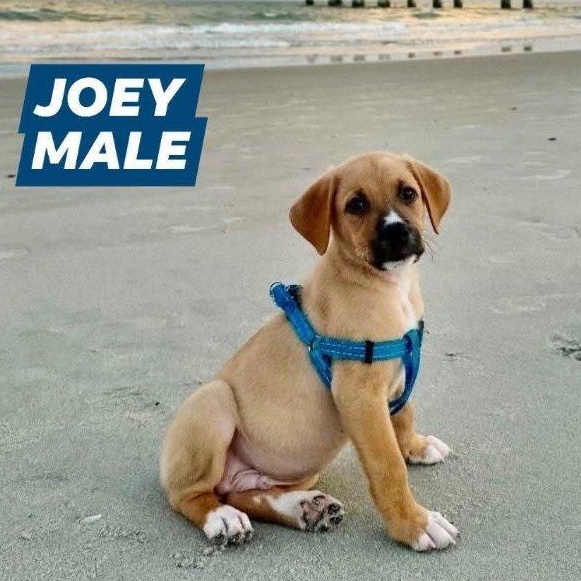 Enlarge Joey, a Adoptable mixed breed in Myrtle Beach, SC image 1/1