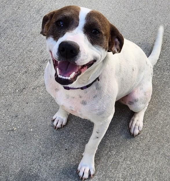 Peanut, Adoptable, Adult Female Catahoula Leopard Dog & Beagle.