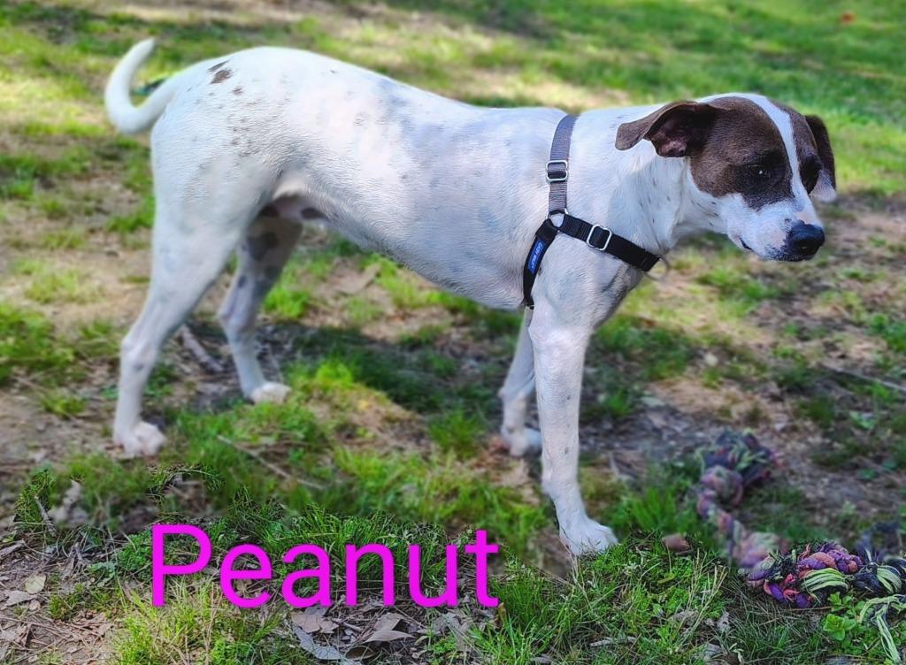 Peanut, Adoptable, Adult Female Catahoula Leopard Dog & Beagle.