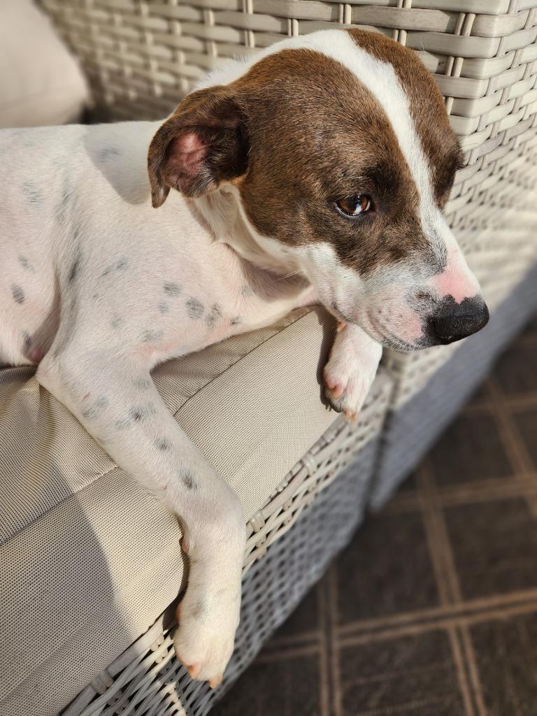 Enlarge Peanut, a Adoptable mixed breed in Mena, AR image 3/5