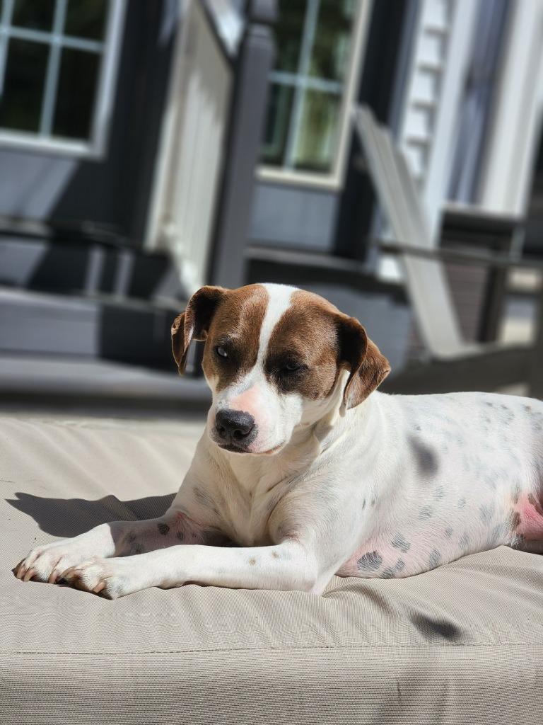 Enlarge Peanut, a Adoptable mixed breed in Mena, AR image 4/5