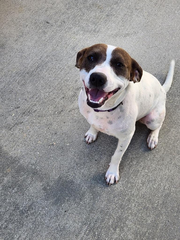Enlarge Peanut, a Adoptable mixed breed in Mena, AR image 5/5