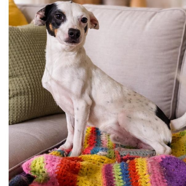 Kirby, adopted, Adult Male Chihuahua.