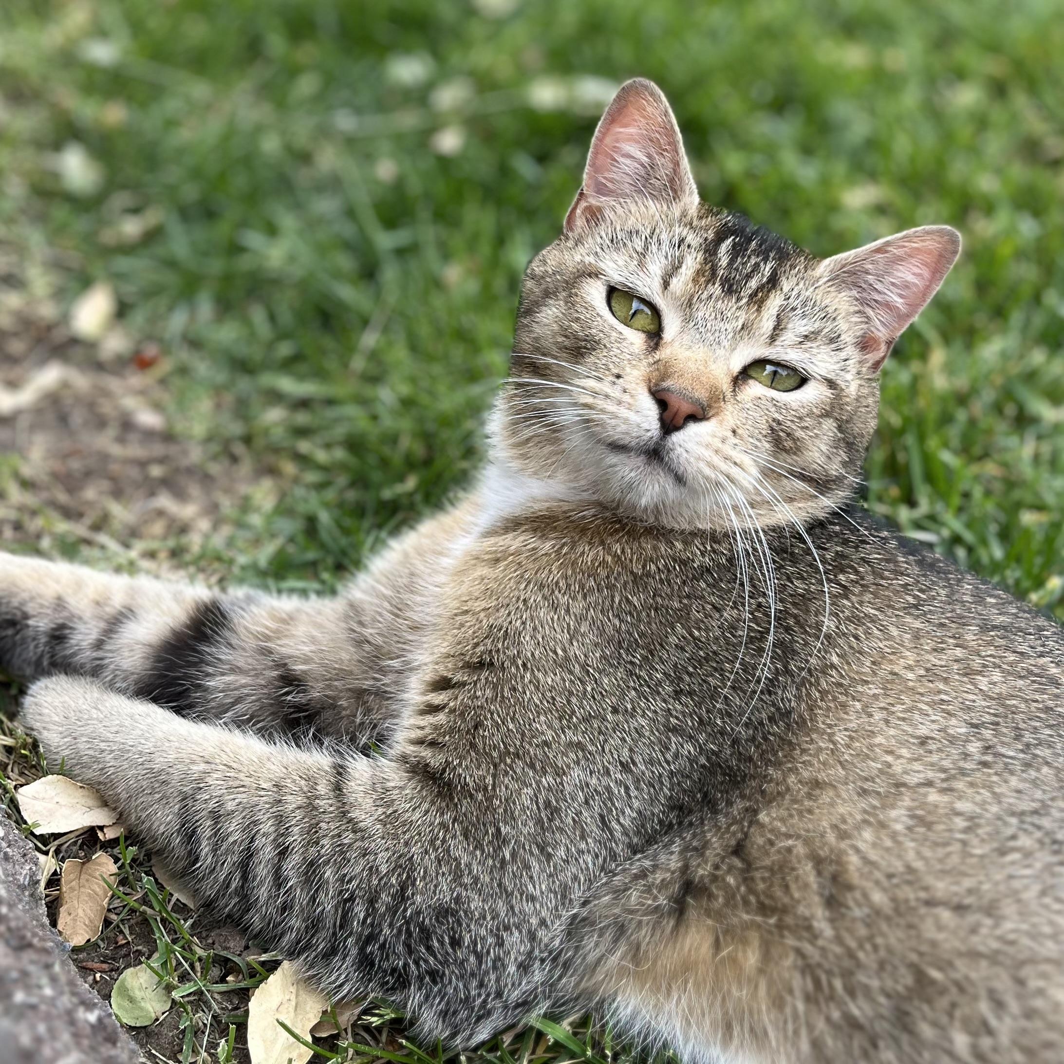 Enlarge Triangle, a Adopted American Shorthair in Moses Lake, WA image 1/3