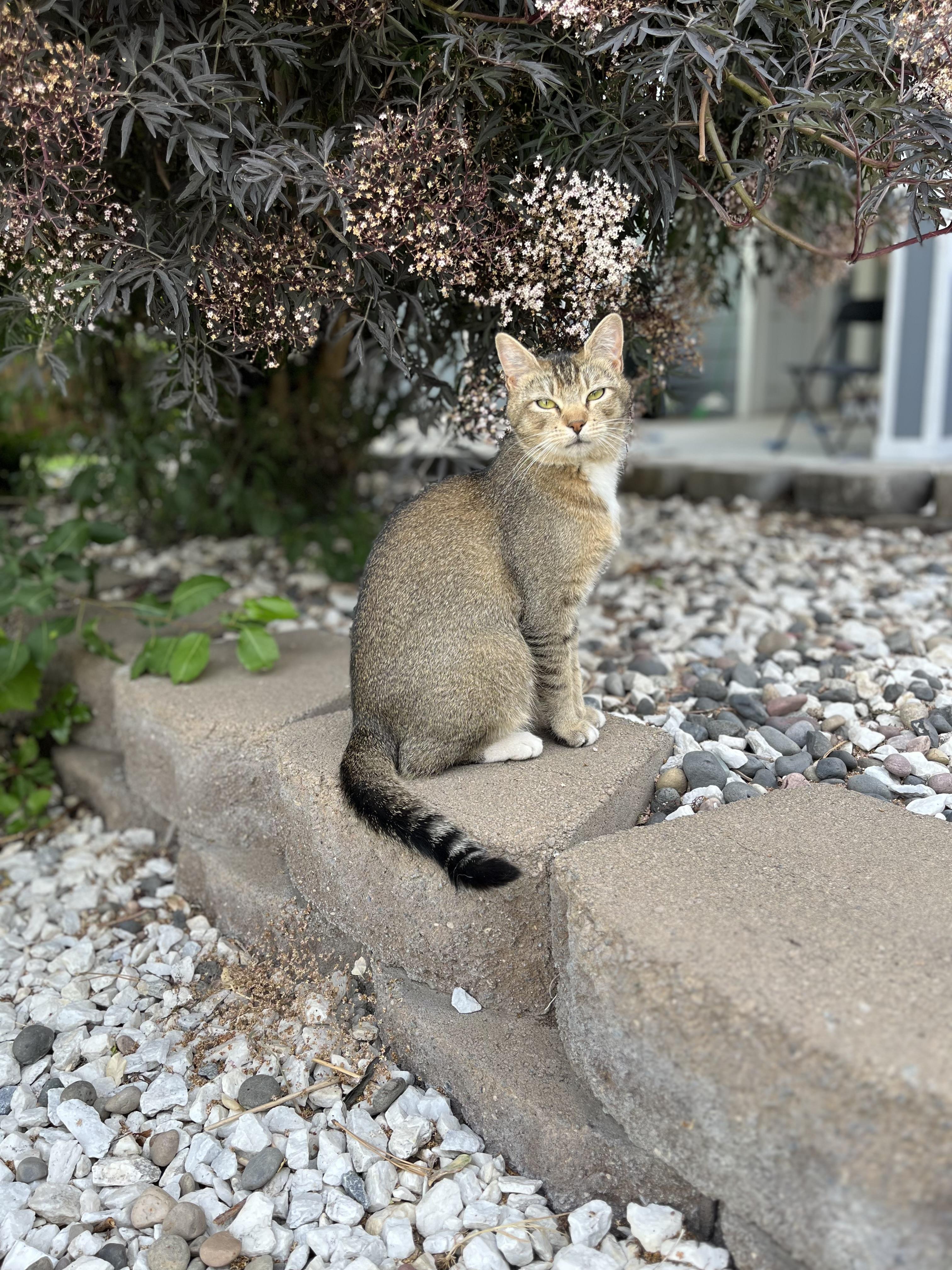 Enlarge Triangle, a Adopted American Shorthair in Moses Lake, WA image 3/3