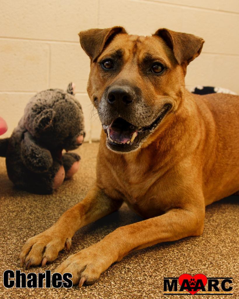 Charles, a Adoptable mixed breed in Maryville, TN image 1/4