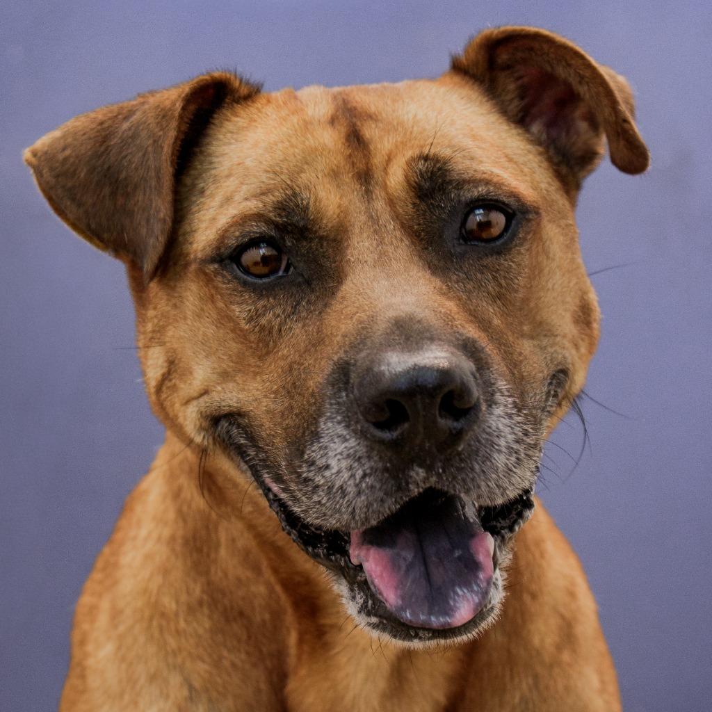 Charles, a Adoptable mixed breed in Maryville, TN image 2/4