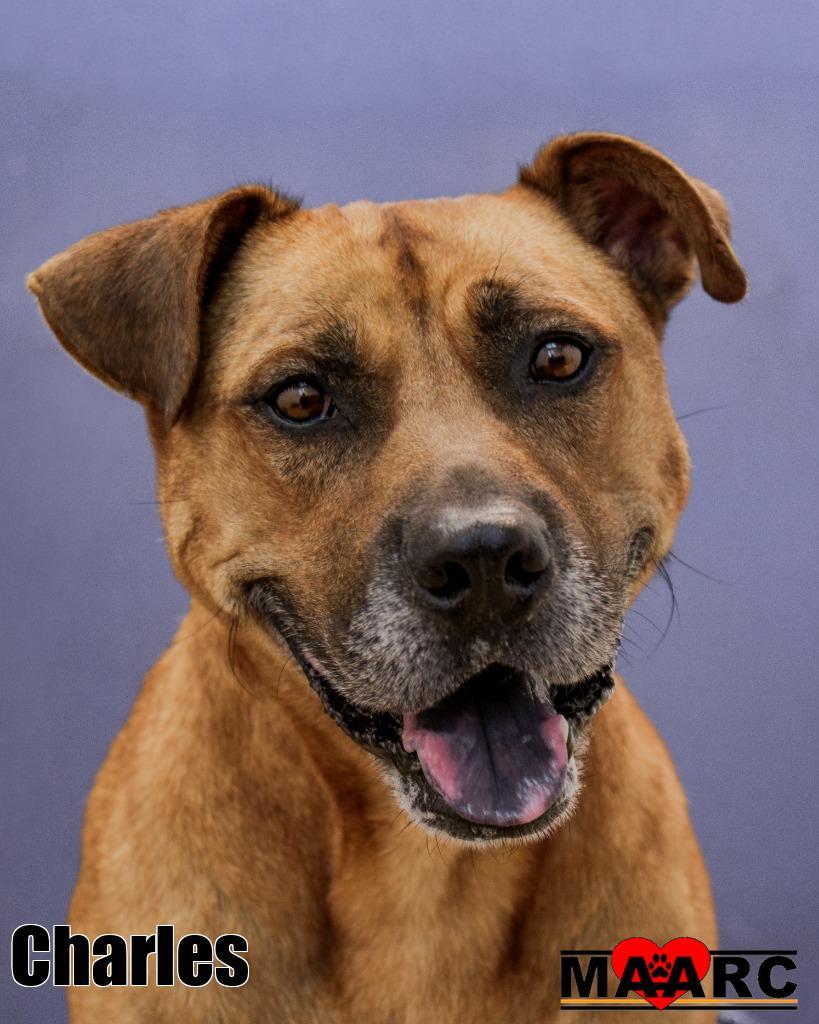 Charles, a Adoptable mixed breed in Maryville, TN image 3/4