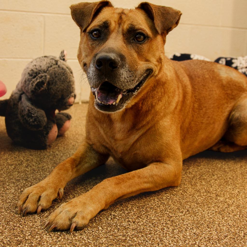 Charles, a Adoptable mixed breed in Maryville, TN image 4/4