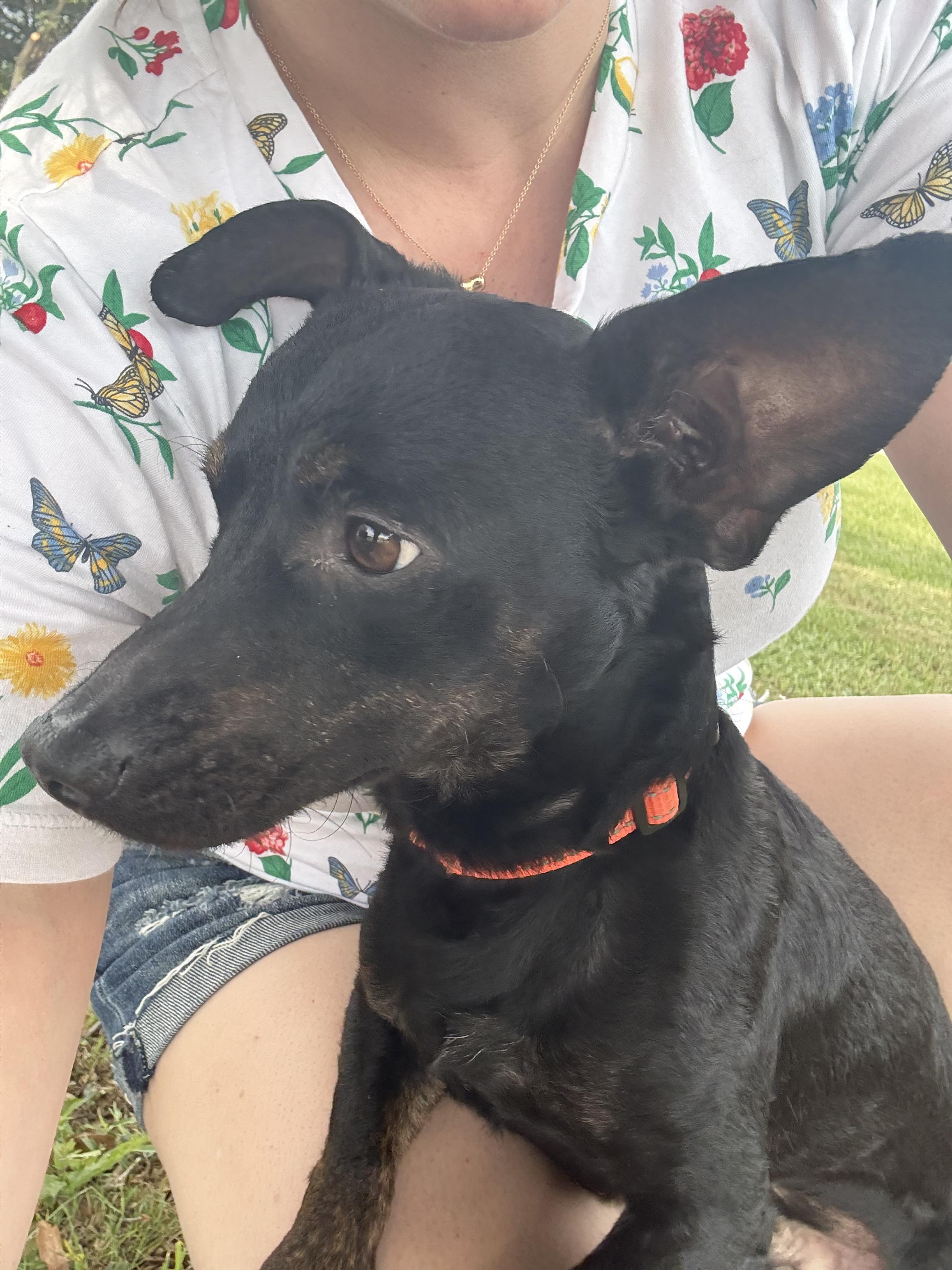 Enlarge Dante ( 14 lbs, friendly, affectionate, house trained), a Adopted mixed breed in Grand Rapids, MI image 3/5