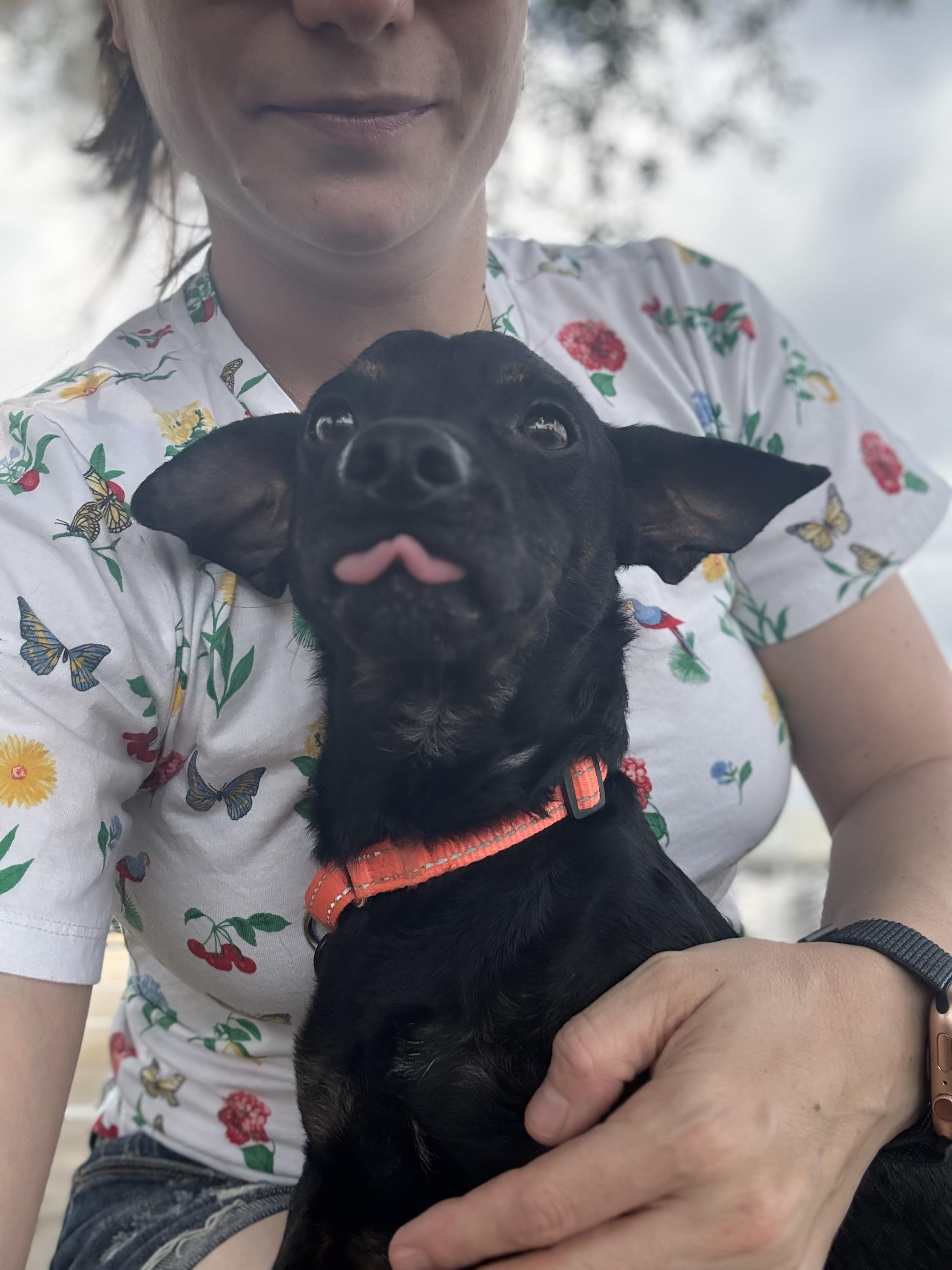 Enlarge Dante ( 14 lbs, friendly, affectionate, house trained), a Adopted mixed breed in Grand Rapids, MI image 1/5