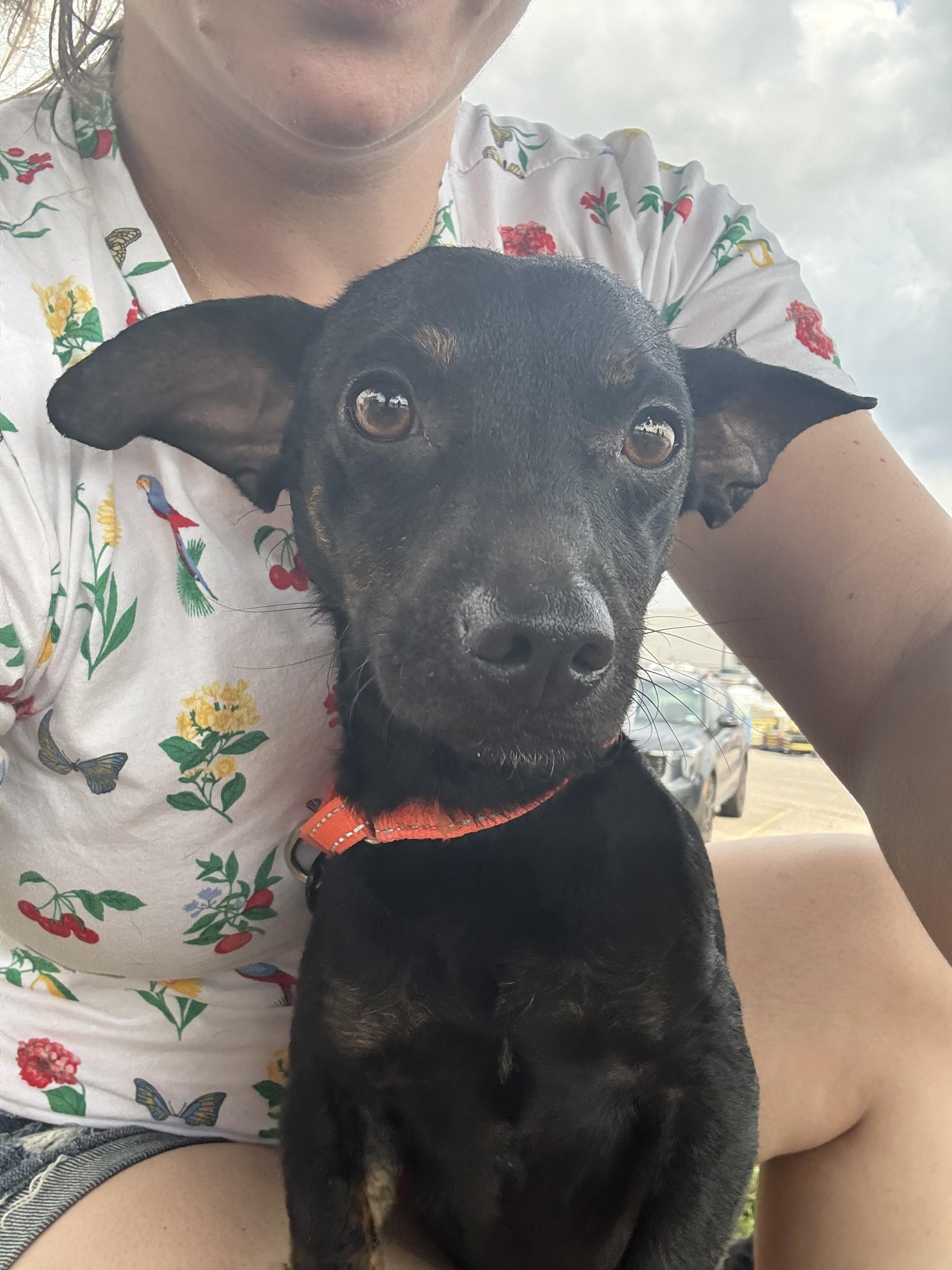Enlarge Dante ( 14 lbs, friendly, affectionate, house trained), a Adopted mixed breed in Grand Rapids, MI image 5/5