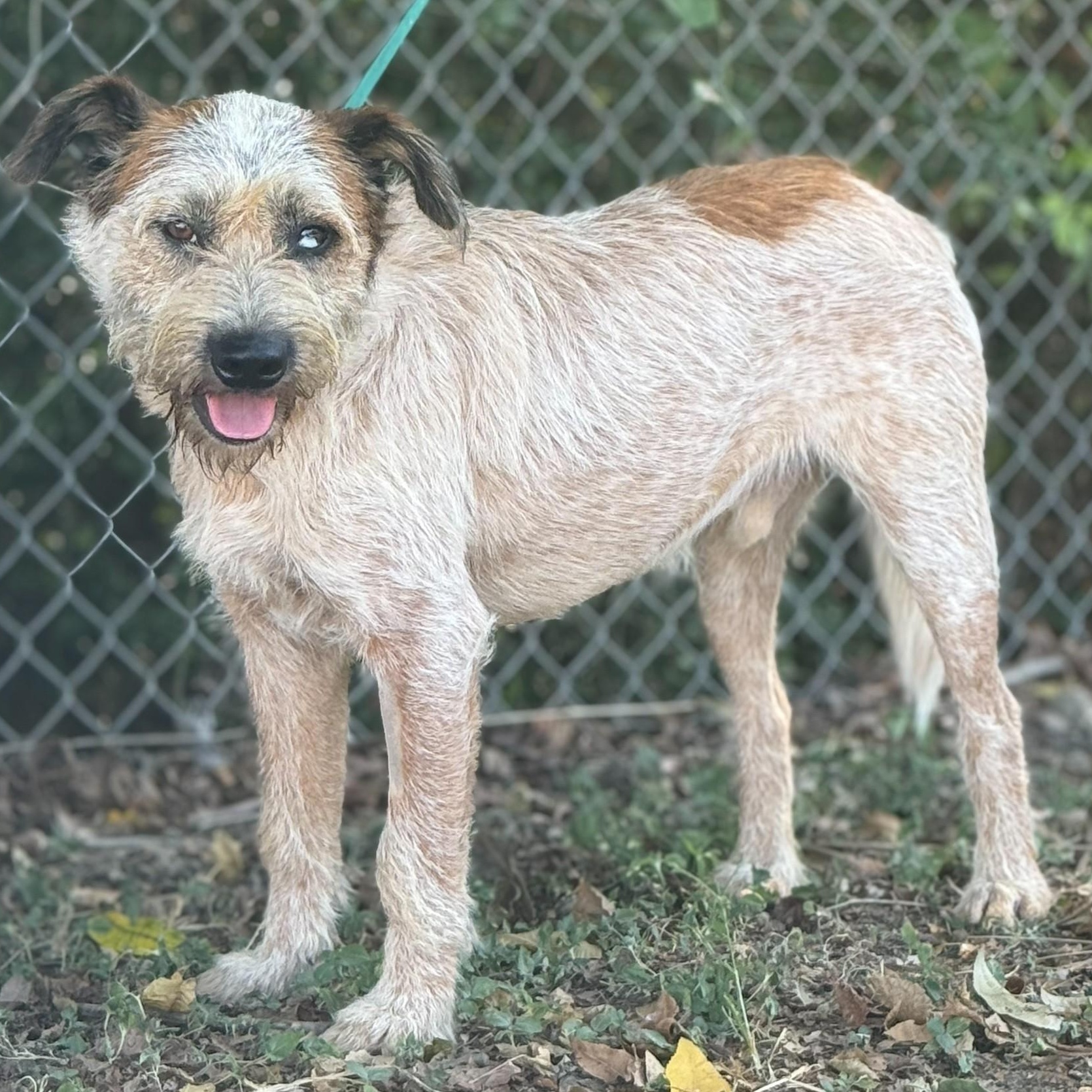 Enlarge Hank, a Adopted mixed breed in Madisonville, TX image 4/5
