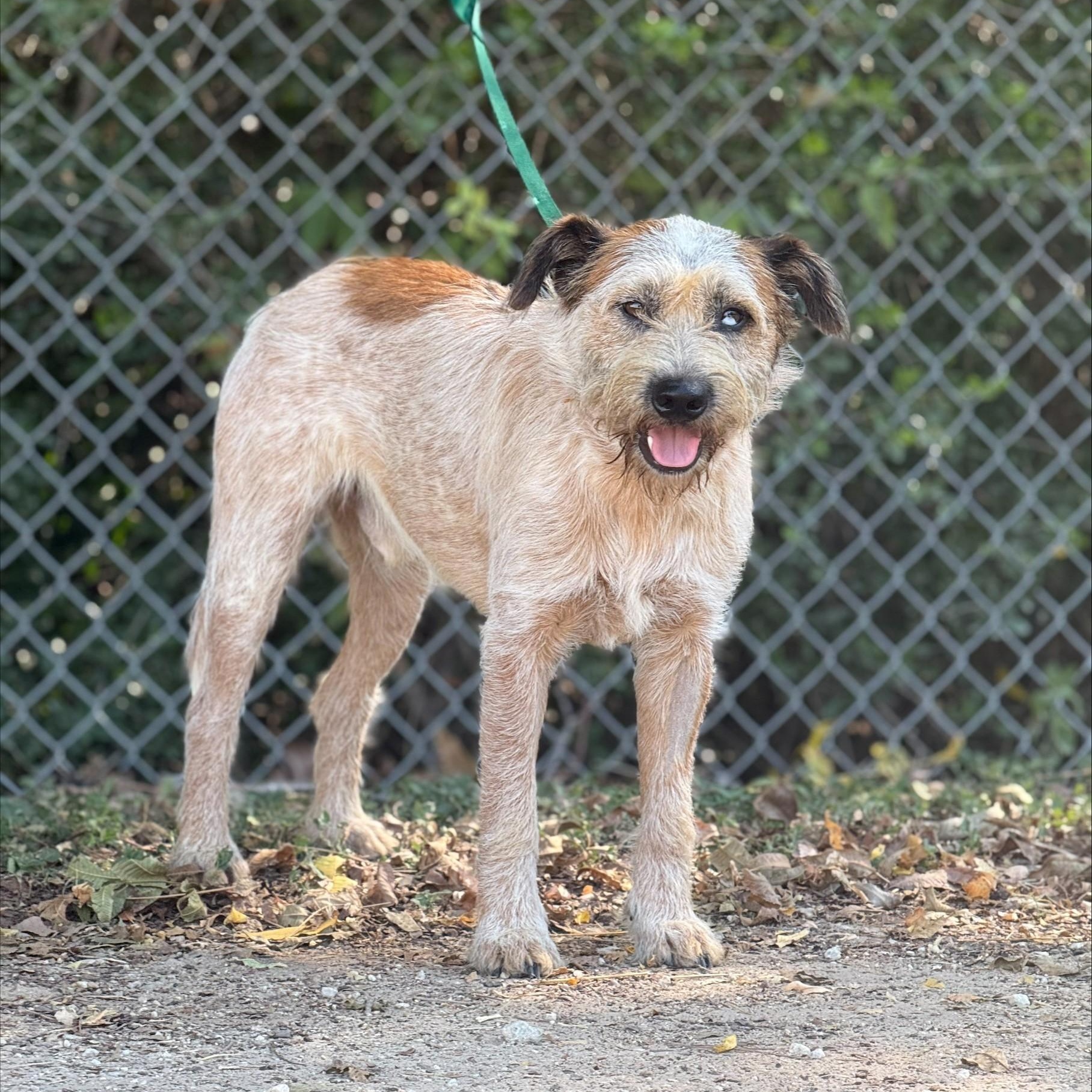 Hank, Adopted, Young Male Australian Cattle Dog / Blue Heeler.