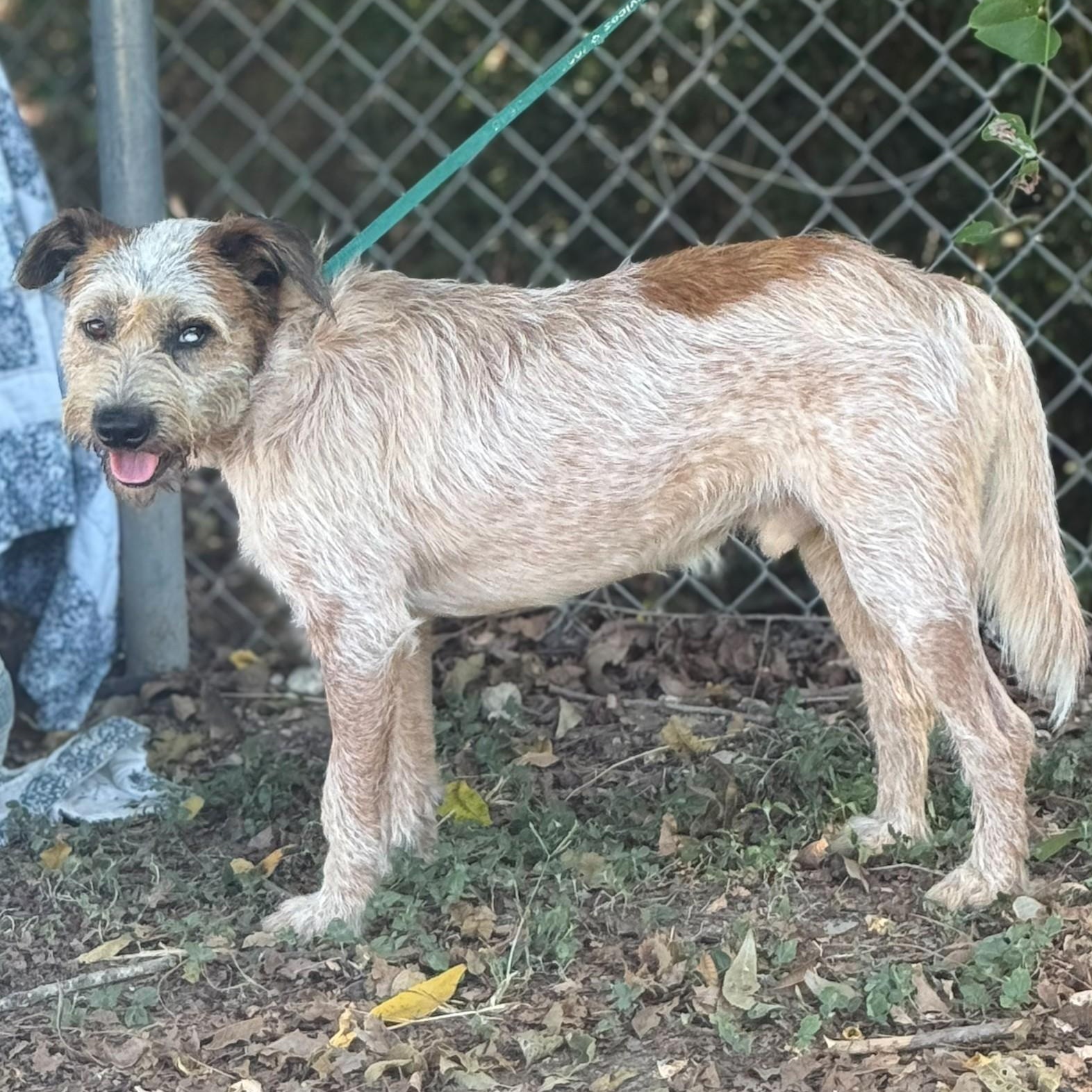 Enlarge Hank, a Adopted mixed breed in Madisonville, TX image 3/5