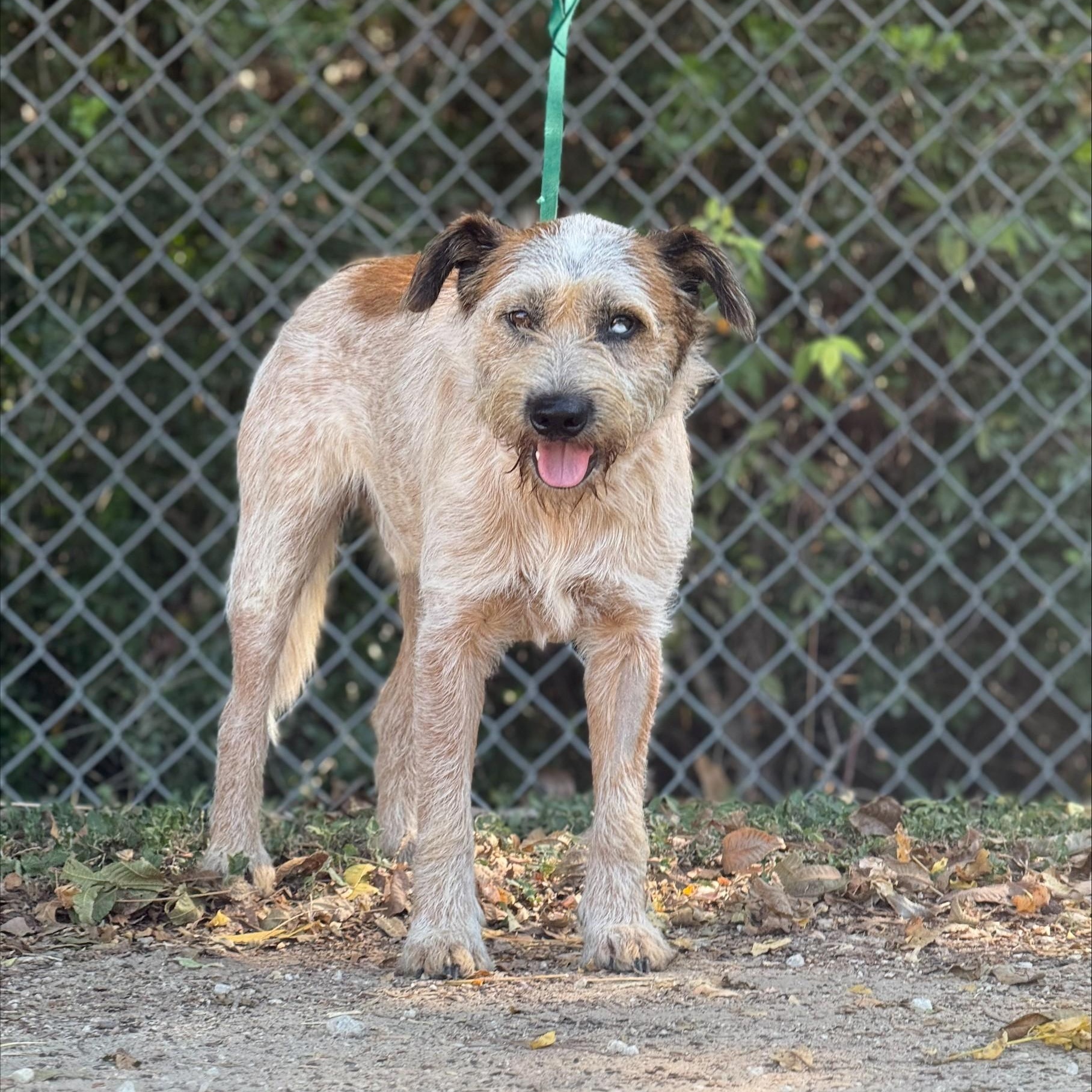 Enlarge Hank, a Adopted mixed breed in Madisonville, TX image 5/5