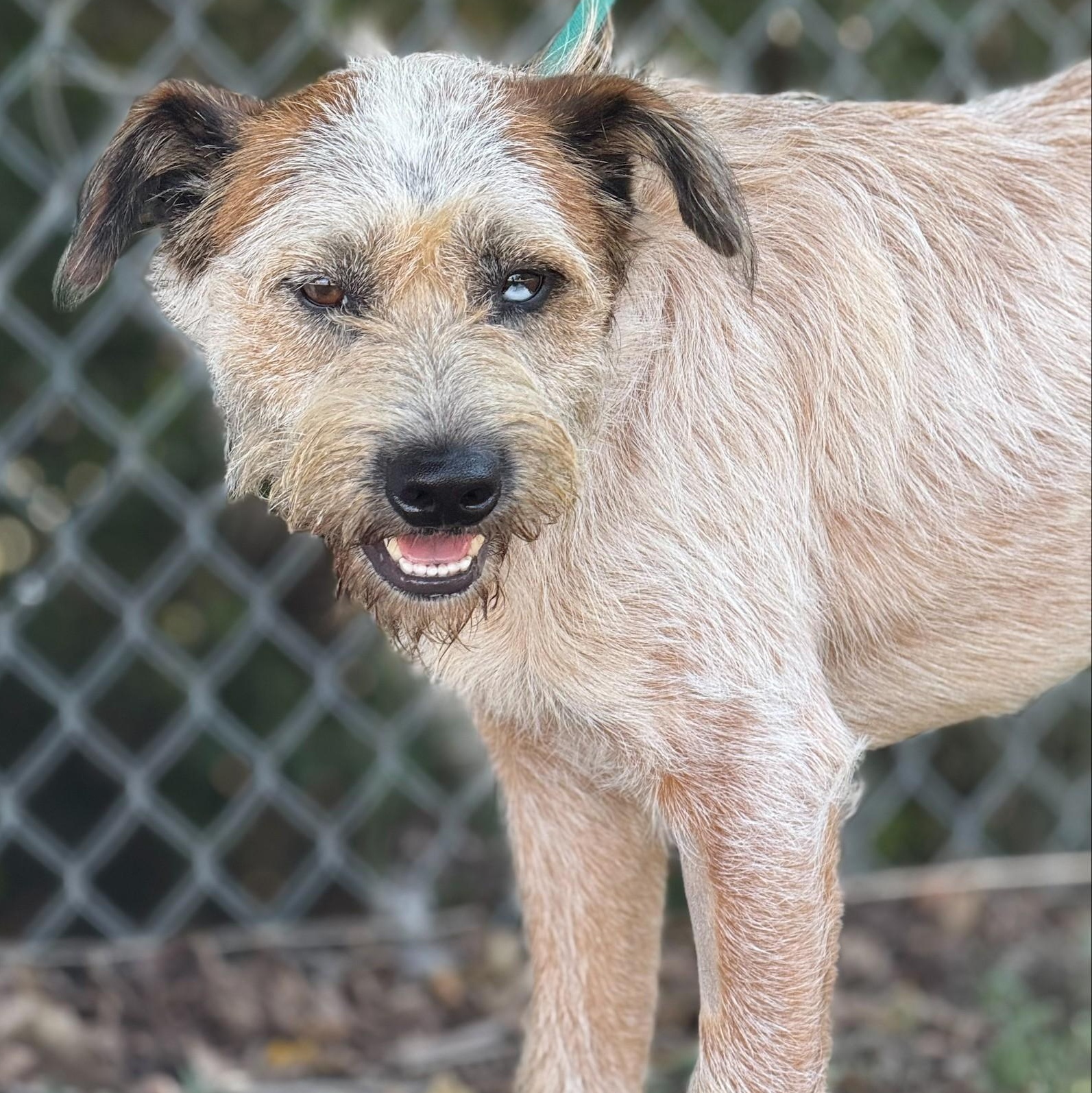 Enlarge Hank, a Adopted mixed breed in Madisonville, TX image 2/5