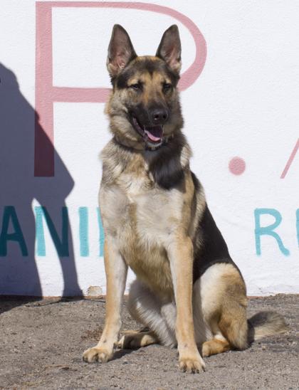 Major, Adoptable, Adult Male German Shepherd Dog & Mixed Breed.