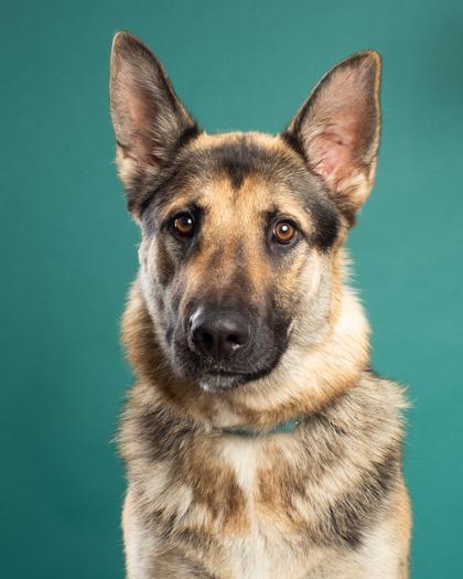 Enlarge Major, a Adoptable mixed breed in Santa Paula, CA image 2/3