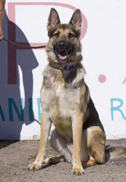 Enlarge Major, a Adoptable mixed breed in Santa Paula, CA image 3/3