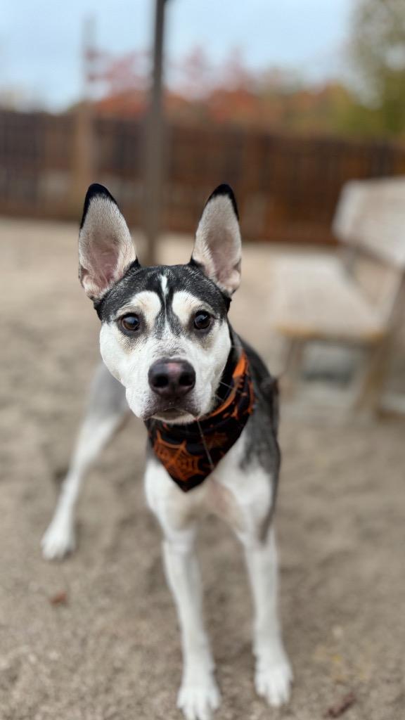 Enlarge Buck, a Adoptable Husky in Muskegon, MI image 1/2