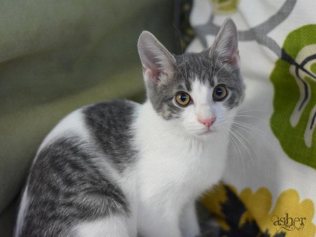 Enlarge Asher, a Adopted Domestic Medium Hair in Montgomery, TX image 1/3