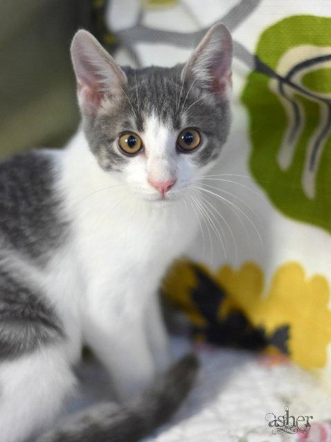 Enlarge Asher, a Adopted Domestic Medium Hair in Montgomery, TX image 2/3