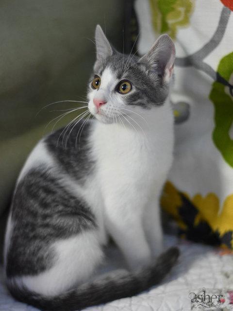 Enlarge Asher, a Adopted Domestic Medium Hair in Montgomery, TX image 3/3