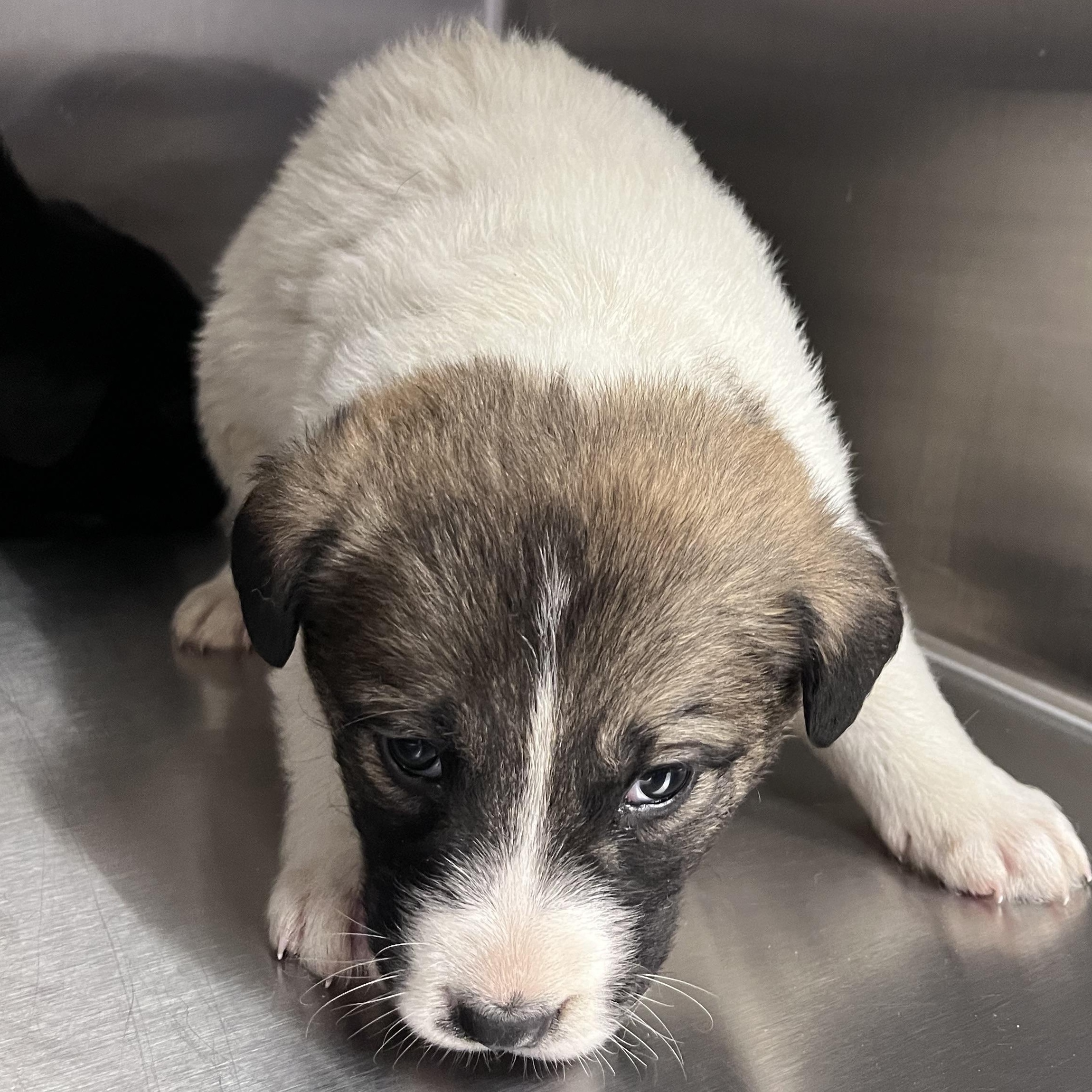 Jan Levinson, Adoptable, Puppy Female Great Pyrenees & Labrador Retriever.