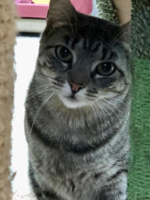 Enlarge Stripes, a Adoptable Tiger in Southwick, MA image 1/2