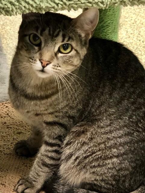 Enlarge Stripes, a Adoptable Tiger in Southwick, MA image 2/2