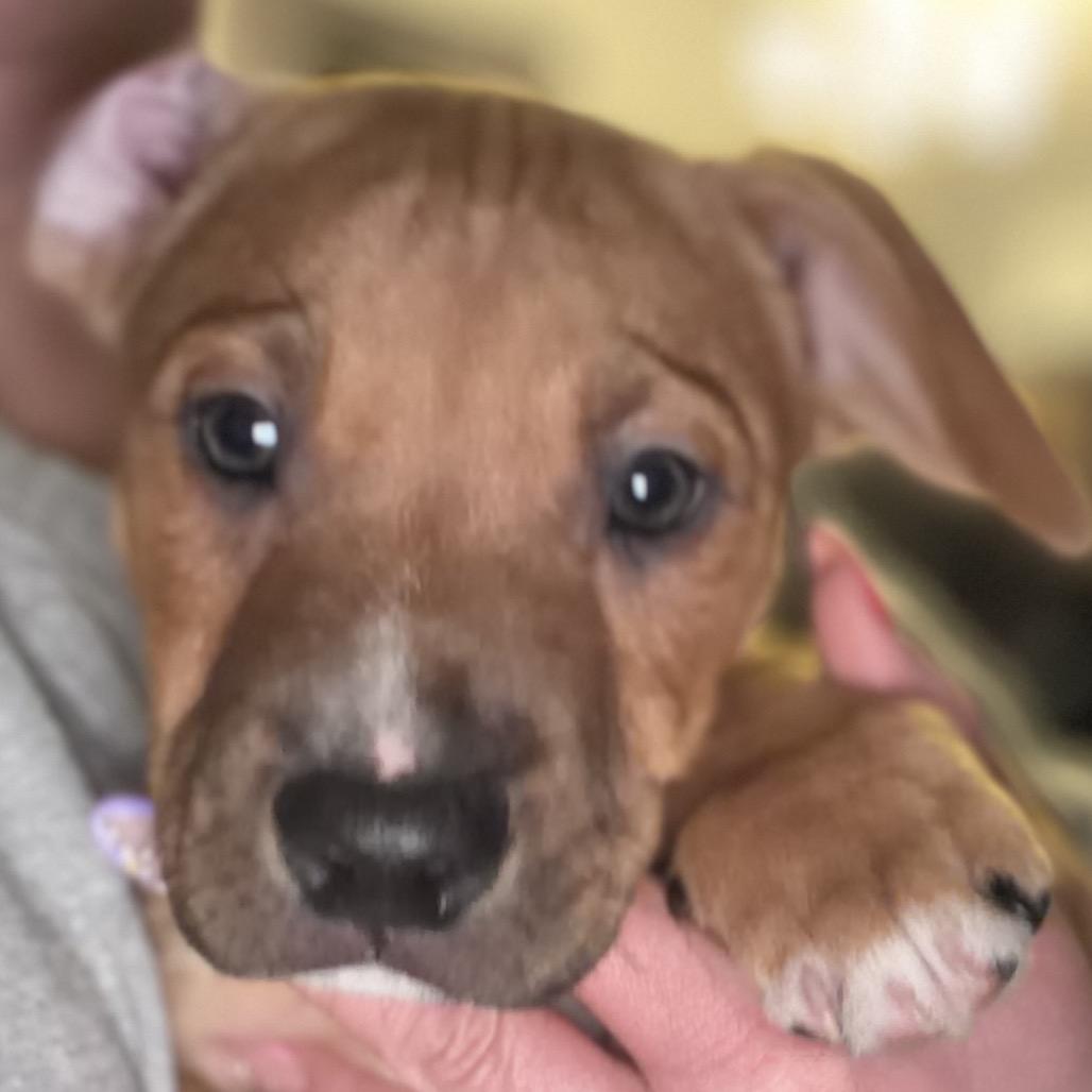 Meetwo - green, Adoptable, Puppy Male Hound & Labrador Retriever.