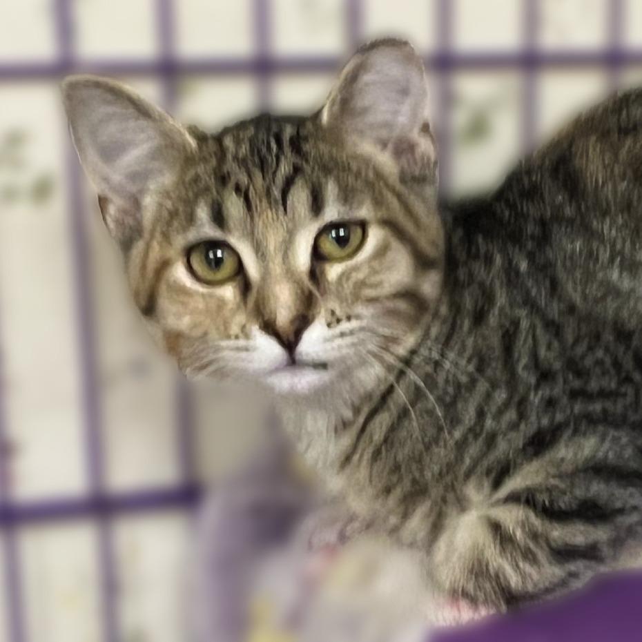 Blossom — thumbnail 2