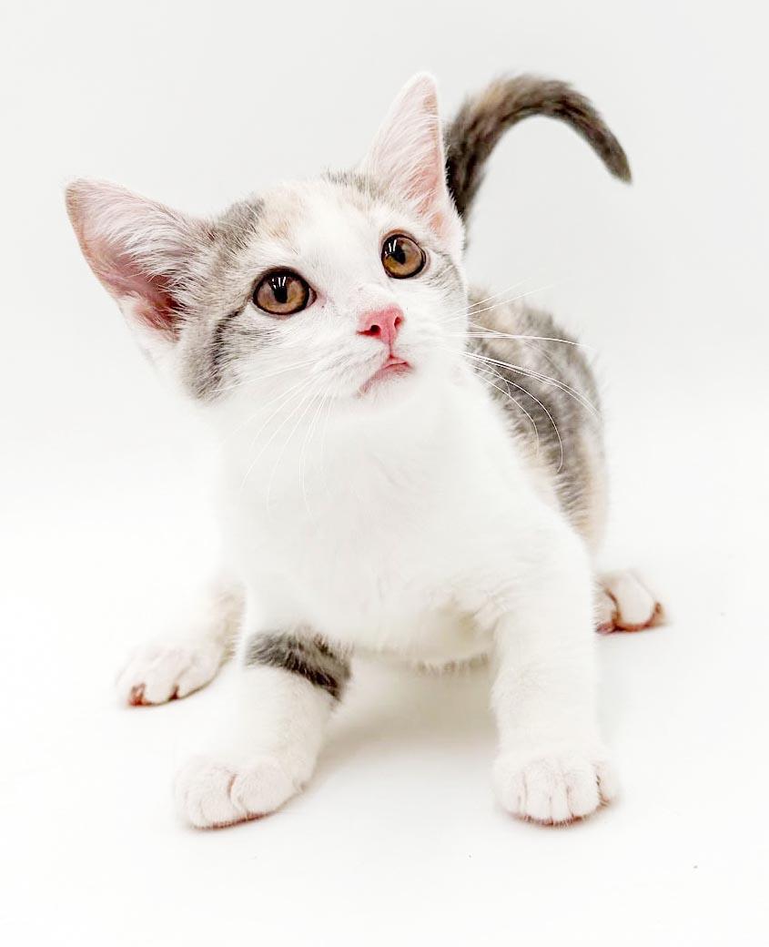Meatball Sub is a yummy delish kitten rainbow - OLD ENOUGH TO GO SOLO, an adopted mixed breed in Bedford Hills, NY image 3/6