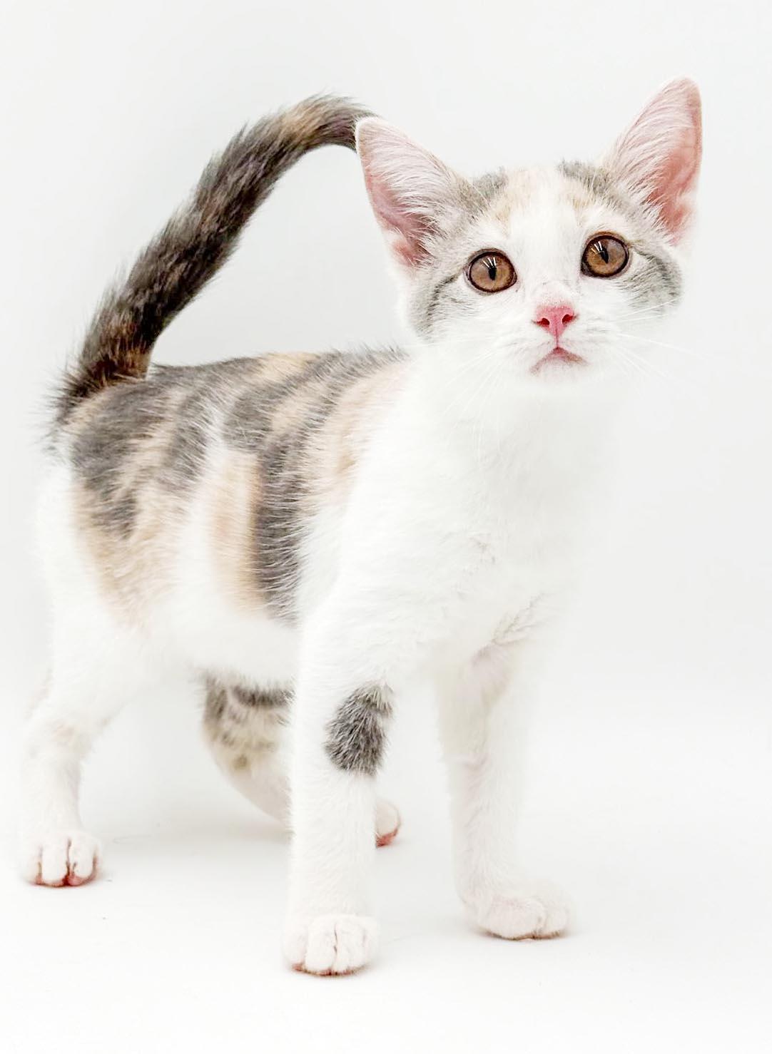 Meatball Sub is a yummy delish kitten rainbow - OLD ENOUGH TO GO SOLO, an adopted mixed breed in Bedford Hills, NY image 2/6