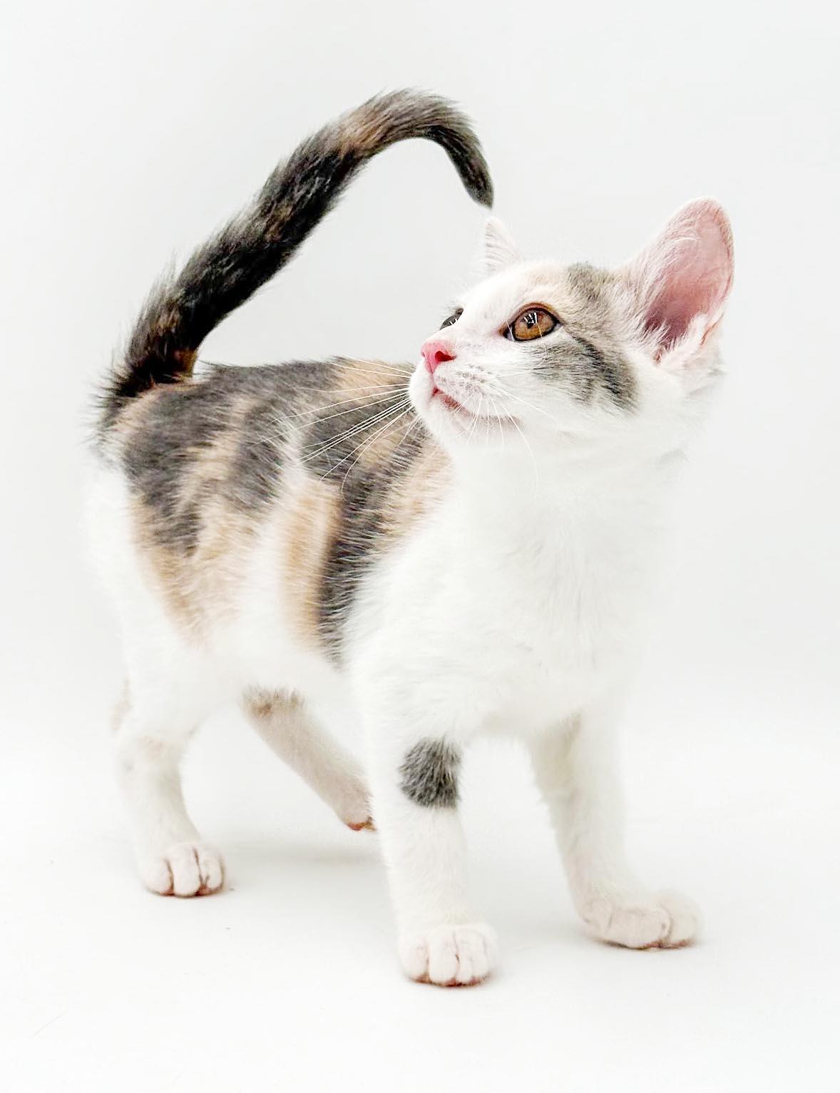 Meatball Sub is a yummy delish kitten rainbow - OLD ENOUGH TO GO SOLO, an adopted mixed breed in Bedford Hills, NY image 6/6