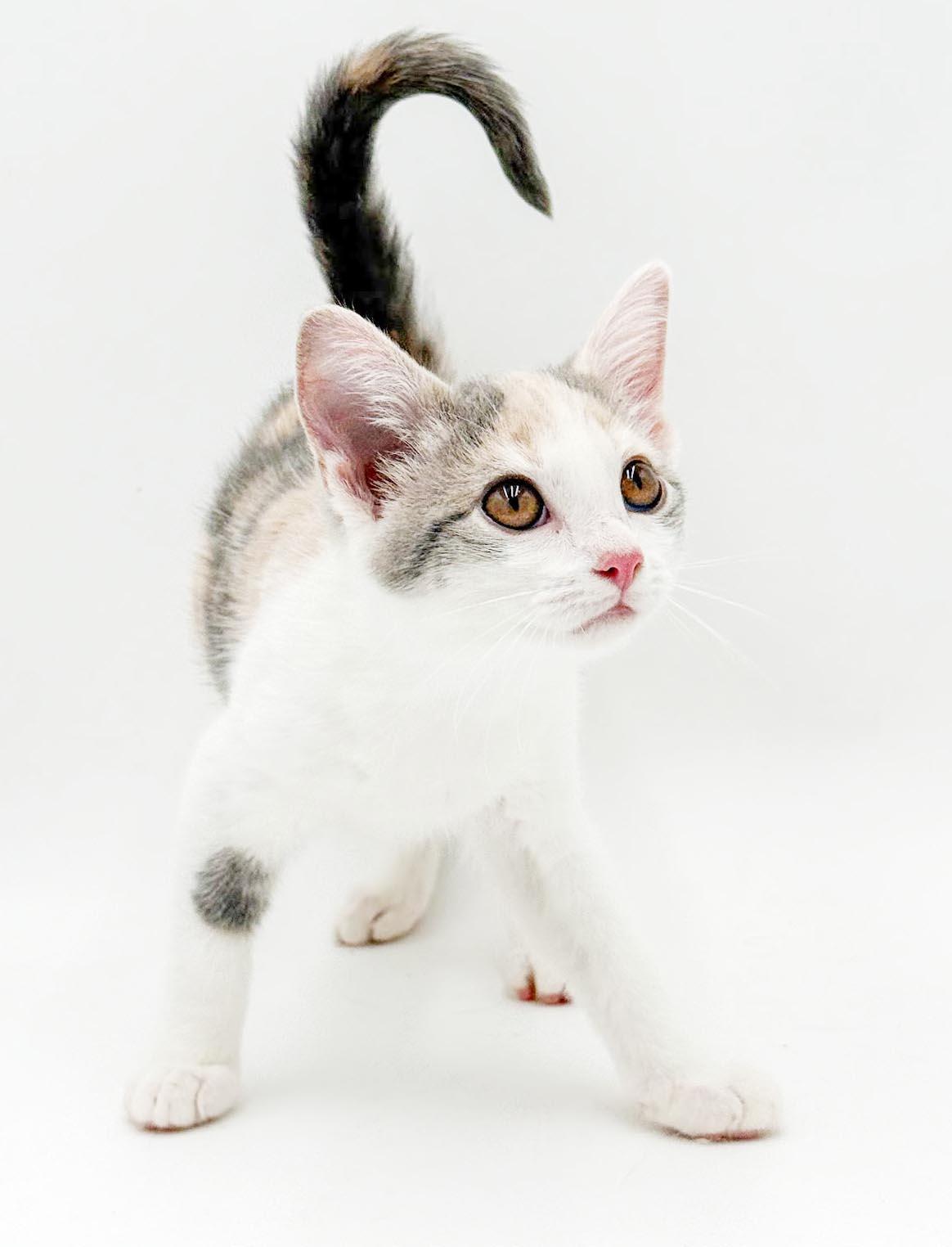 Meatball Sub is a yummy delish kitten rainbow - OLD ENOUGH TO GO SOLO, an adopted mixed breed in Bedford Hills, NY image 4/6