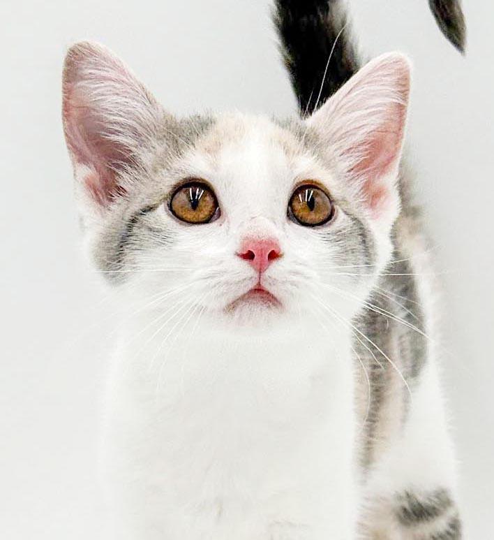 Meatball Sub is a yummy delish kitten rainbow - OLD ENOUGH TO GO SOLO, adopted, Kitten Female Turkish Van & Dilute Calico.