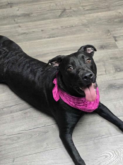 Dakota, Adoptable, Young Female Labrador Retriever & Mixed Breed.
