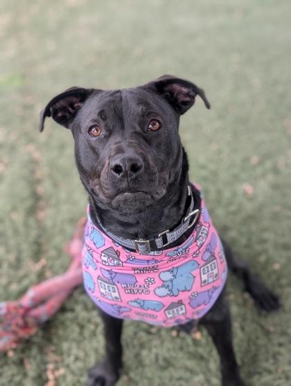 Enlarge Dakota, a Adoptable mixed breed in Divide, CO image 3/3