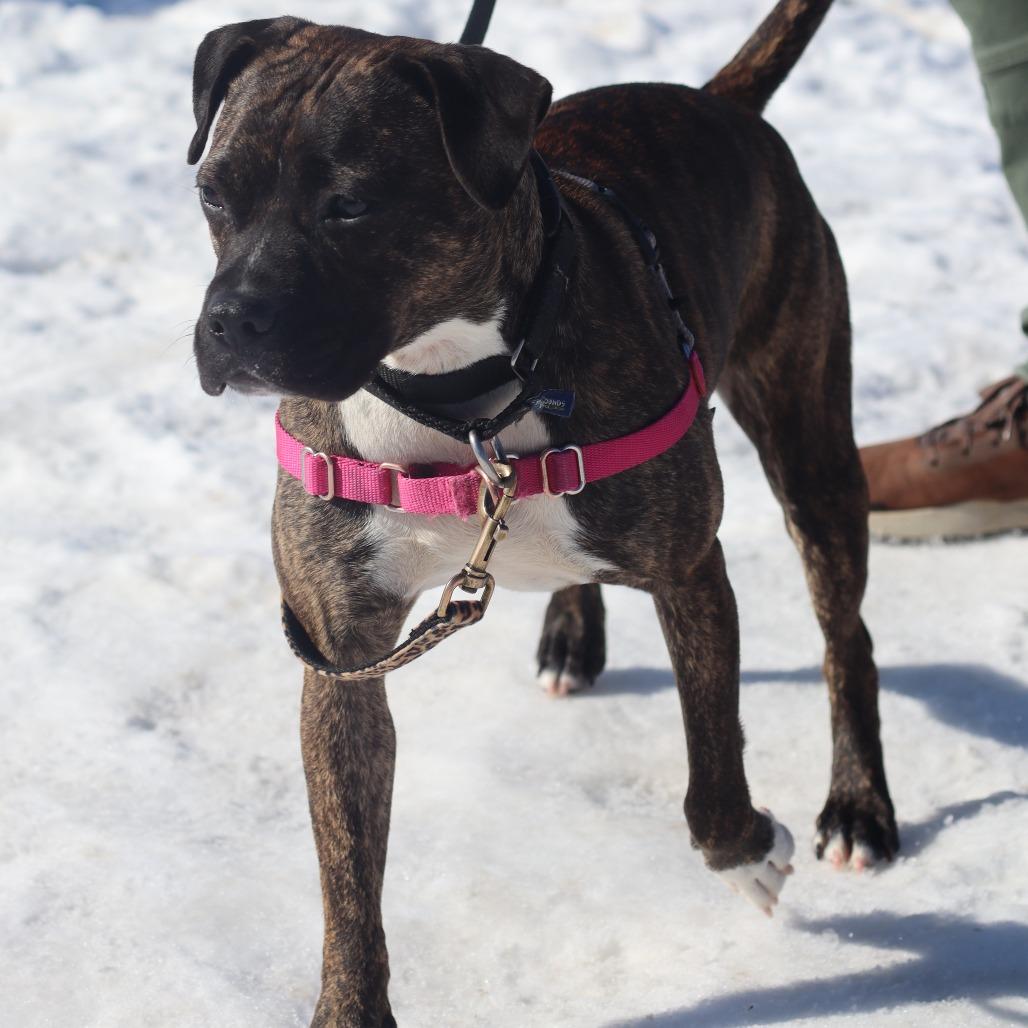 Zinna, Adoptable, Young Female Boxer.