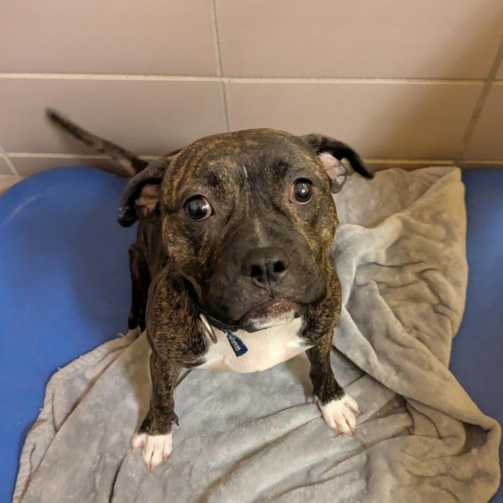 Zinna, a Adoptable mixed breed in Brookfield, WI image 3/6