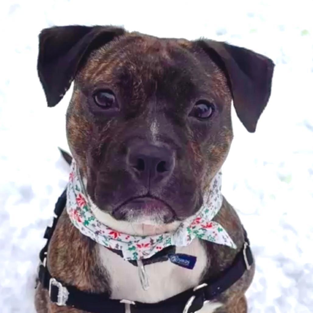 Zinna, a Adoptable mixed breed in Brookfield, WI image 4/6