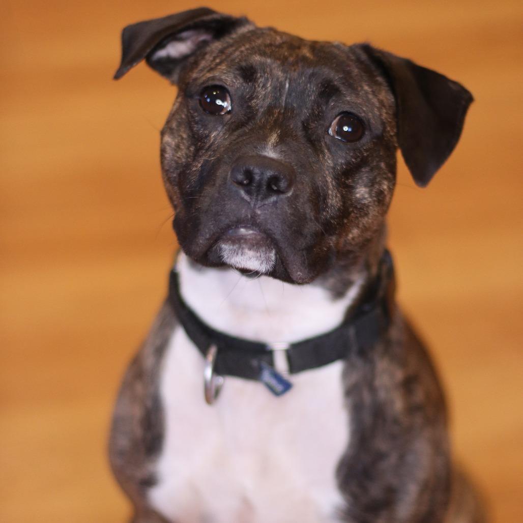 Zinna, a Adoptable mixed breed in Brookfield, WI image 6/6