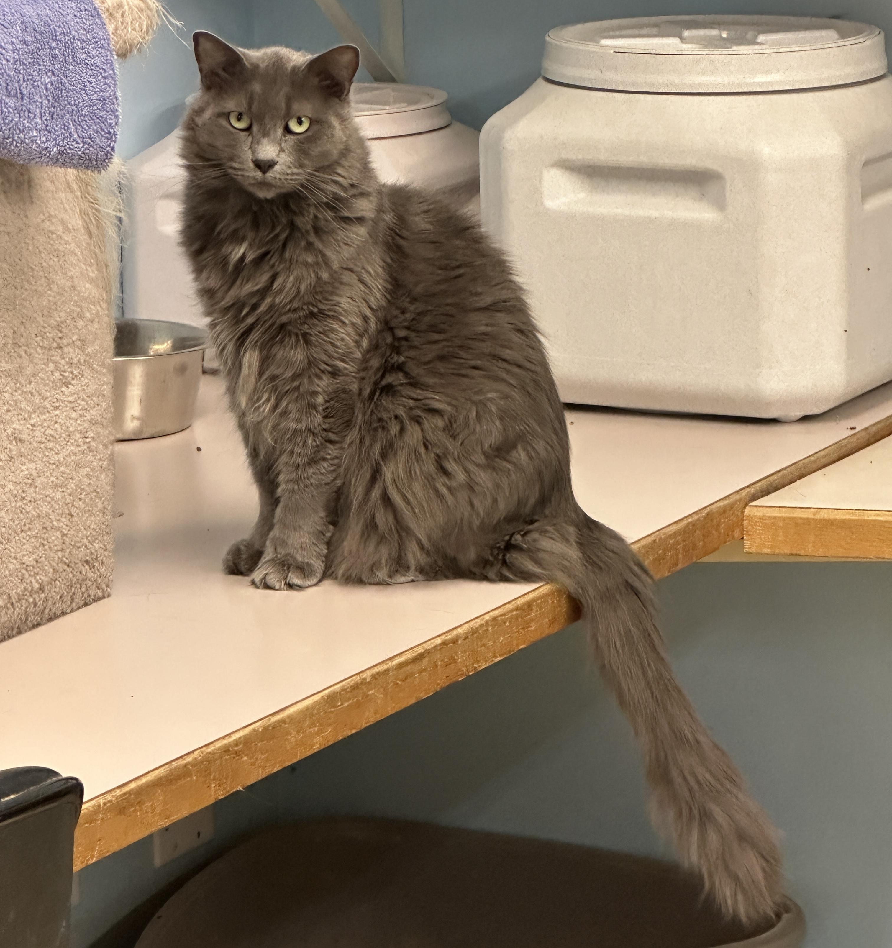 Baker-VERY Shy, an adoptable Domestic Medium Hair in Anchorage, AK, 99524 | Photo Image 1