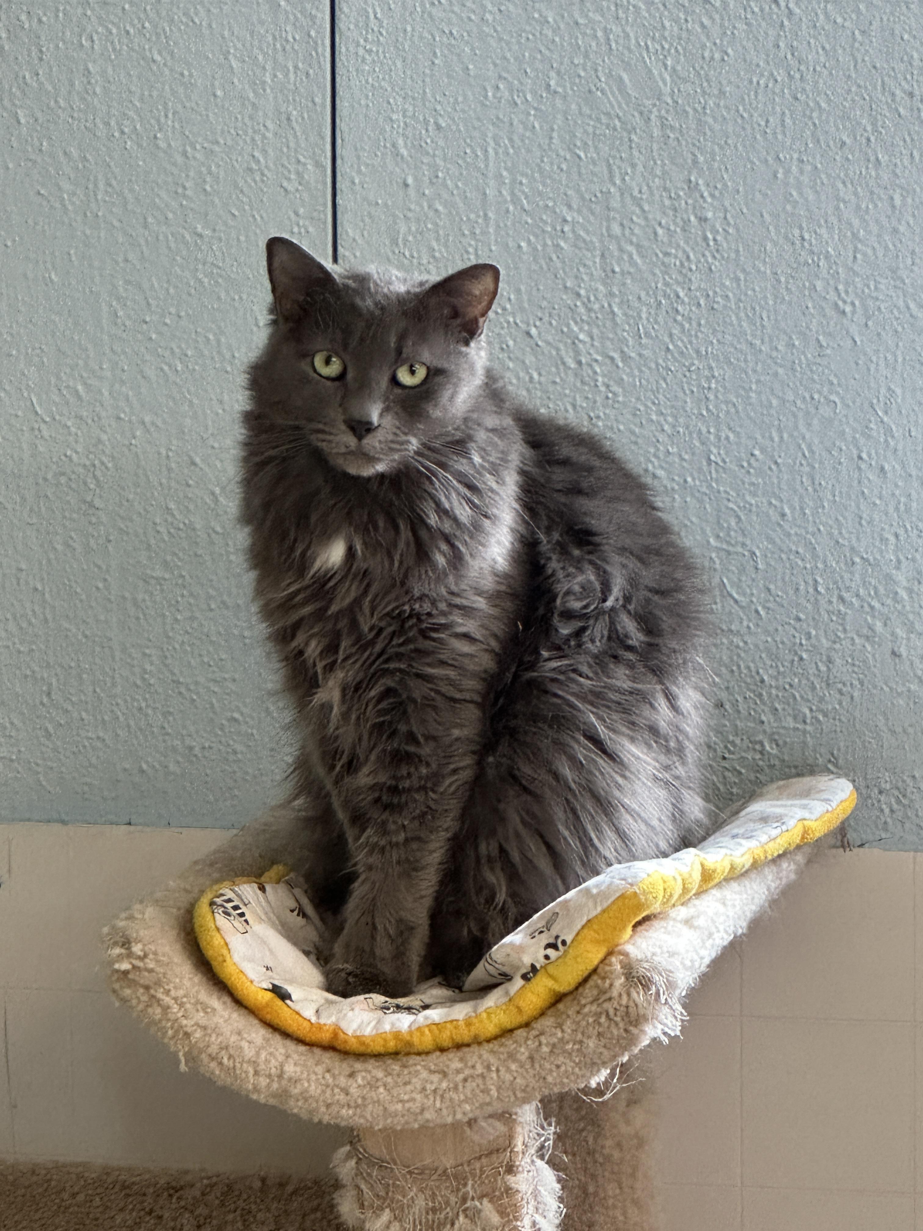 Baker-VERY Shy, an adoptable Domestic Medium Hair in Anchorage, AK, 99524 | Photo Image 6
