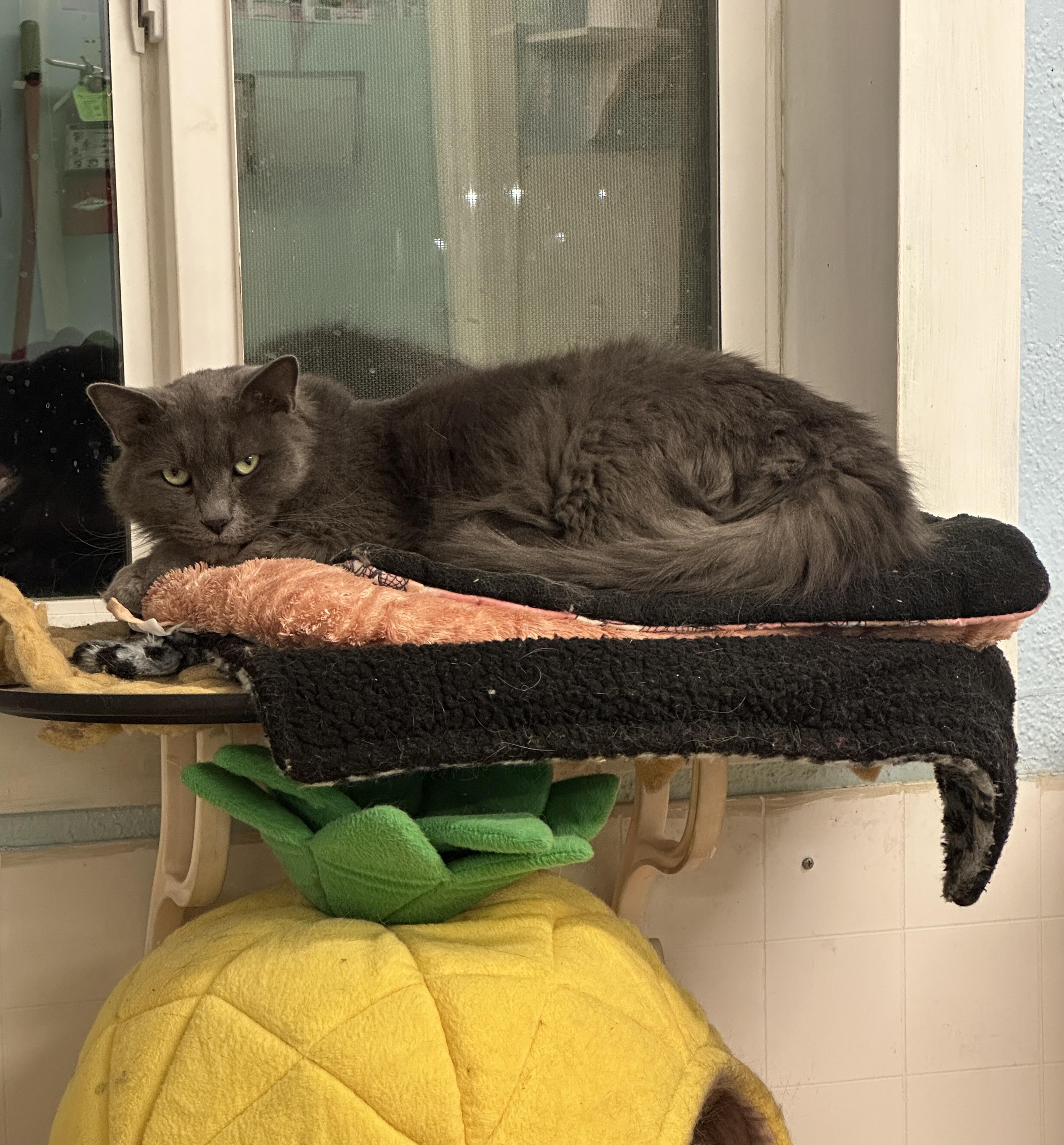Baker-VERY Shy, an adoptable Domestic Medium Hair in Anchorage, AK, 99524 | Photo Image 2
